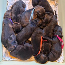 Male 2 - Sable male German Shepherd puppy in Lewisburg, Kentucky from RED’s German Shepherds