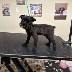 Brussels Griffon Puppies from Butler Brussels Griffon