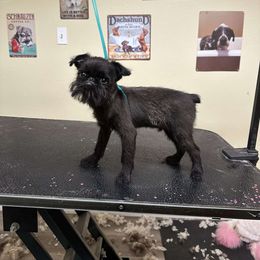 Brussels Griffon Puppies from Butler Brussels Griffon