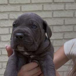 Cane Corso Puppies from Crowned Corso