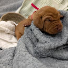Girl 3 - female Vizsla puppy in Lexington, Kentucky from Summit Vizsla (we can deliver to you)
