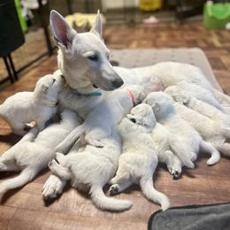 Berger Blanc Suisse Puppies from Twisted Acres