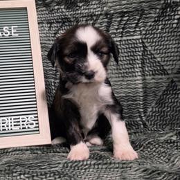Mocha - Sable and white female Tibetan Terrier puppy in Lane County, Oregon from Zara Tibetan Terriers