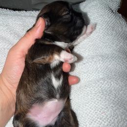 Unique - Sable and white female Shih Tzu puppy in Kettering, Ohio from The Ruff Life Tribe