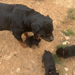 French Bulldog and Rottweiler Puppies from MBArotties_frenchies