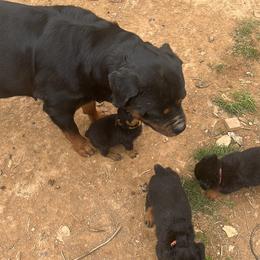French Bulldog and Rottweiler Puppies from MBArotties_frenchies