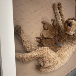 Midge - Poodle
