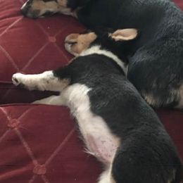 American Corgis and Pembroke Welsh Corgis from Enchanted Corgis