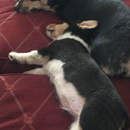 American Corgis and Pembroke Welsh Corgis from Enchanted Corgis