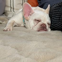 Dolly (Red collar) - Cream female French Bulldog puppy in Melba, Idaho from Frost's Frenchie's