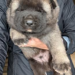 Boy 1 - Fawn, black overlay male Akita puppy in South Carolina from Sierra Mountain Akitas
