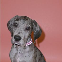 Nova - Merle female Great Dane puppy in Walker, Louisiana from La Rebel Danes