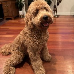 Goldendoodle All Grown Up from Faithfully Yours Doodles