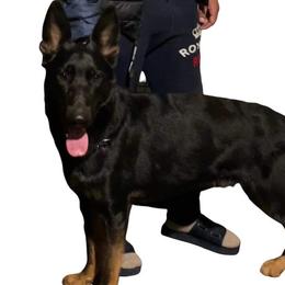 Eros - German Shepherd