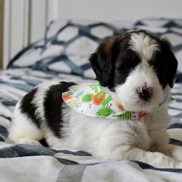 Bernedoodle, Goldendoodle, and Poodle Puppies from Raintree Standard Poodles & Mini Doodles