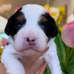 Moo moo girl - Parti female Assorted Doodle Crosses puppy in Yuciapa, California from AlltheDoodlez_