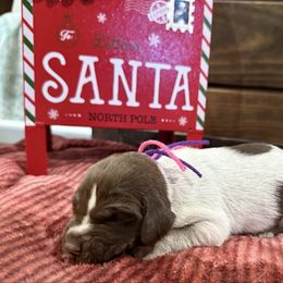 Pink purple - Liver roan female German Shorthaired Pointer puppy in Huntington, Texas from B&B GSP’S