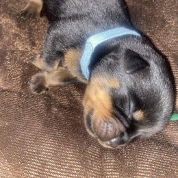 Girl 1 - Black and mahogany female Rottweiler puppy in Detroit, Michigan from Dark Storm Kennels
