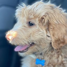 Aussiedoodle Puppies from Color Country Doodles