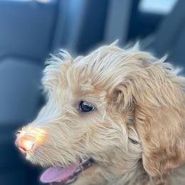 Aussiedoodle Puppies from Color Country Doodles