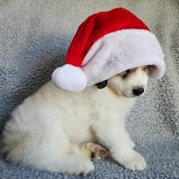 Dozer - Dark blue collar - White and badger male Great Pyrenees puppy in Monmouth, Maine from Flewelling Great Pyrenees