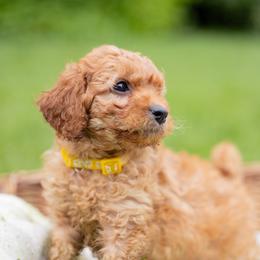 Cavapoo Puppies from PuppybuddyUSA