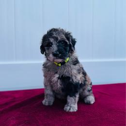 Bluebell (Bell) - Merle female Labradoodle puppy in Elizabeth City, North Carolina from Howdy Doodles
