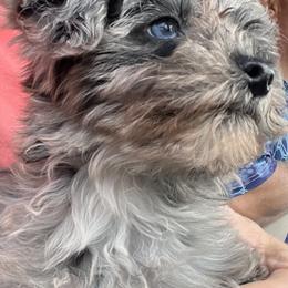 Aussiedoodles, Maltese, Maltipoos, Morkies, Yorkipoos, and Yorkshire Terriers from X-F Kennels