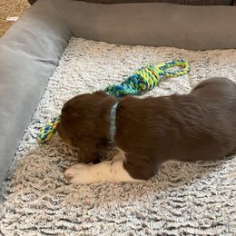 English Springer Spaniel Puppies from Timothy Naylor