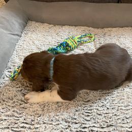 English Springer Spaniel Puppies from Timothy Naylor