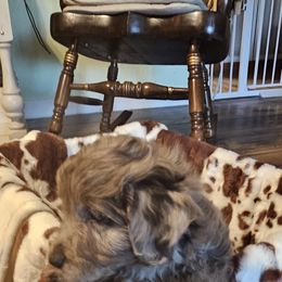 Aussiedoodle, Poodle, and Toy Australian Shepherd Puppies from Wild Farm Puppies