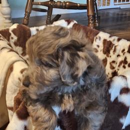 Aussiedoodle, Poodle, and Toy Australian Shepherd Puppies from Wild Farm Puppies