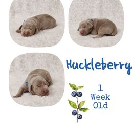Huckleberry - Silver gray male Weimaraner puppy in Ferrum, Virginia from LAAT Weims