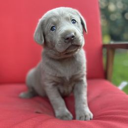 Dilute Retrievers and Labrador Retrievers from 12 Door Farm Labradors