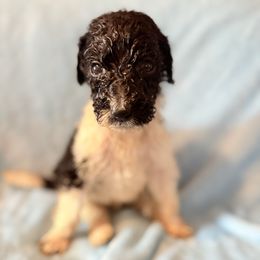 Everett - Silver male Poodle puppy in Meadowbrook, California from Standard Poodle Pups
