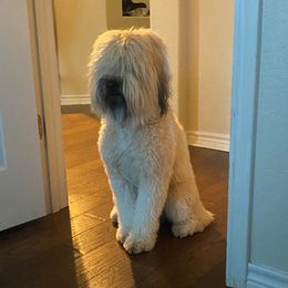 Bubba - Soft Coated Wheaten Terrier