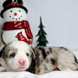 Charlie Brown aka Dumplin - Blue merle and white male American Corgi puppy in Clarksville, Tennessee from Cold Creek Family Farm LLC