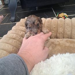Will - Blue merle male Bernedoodle puppy in Lafayette, Alabama from Williams Lake Doodles