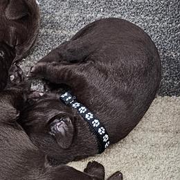 Black Collar - Chocolate male Labrador Retriever puppy in Boyd, Minnesota from Lindley Labradors