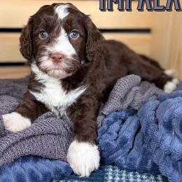 Impala - Chocolate male Australian Labradoodle puppy in Decatur, Alabama from Southern Meadows Doodles