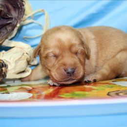 Girl 5 - Yellow female Labrador Retriever puppy in Parma, Idaho from Campbell Valley Labradors
