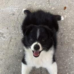 Miniature Australian Shepherd Puppies from Peace Creek Aussies