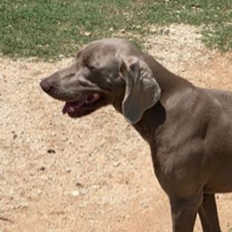 Daphne - Weimaraner