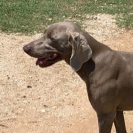 Daphne - Weimaraner
