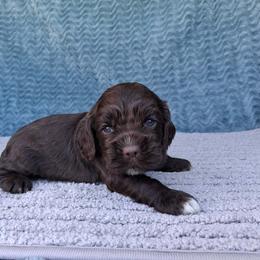 Dark blue male - Brown male Cocker Spaniel puppy in Howell, Michigan from Robbin's Treasures