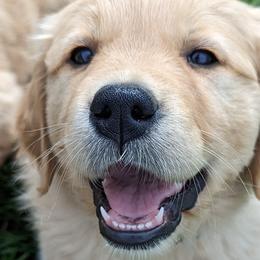 Golden Retrievers from R&R Goldens