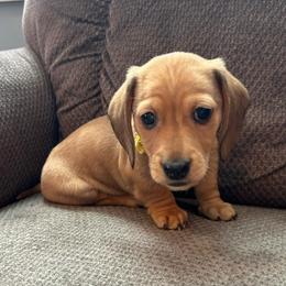 AKC boy 2 yellow collar - Sable male Dachshund puppy in Grand Valley, Pennsylvania from Dachshunds on the Hill