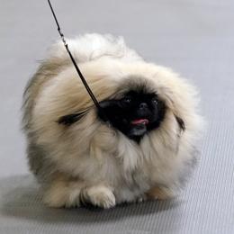 Minnie - Pekingese