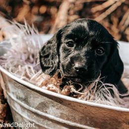 Triton - Black male Dachshund puppy in Cleveland, Alabama from Doxieland Delight