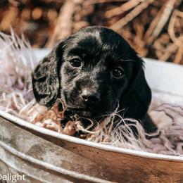Triton - Black male Dachshund puppy in Cleveland, Alabama from Doxieland Delight